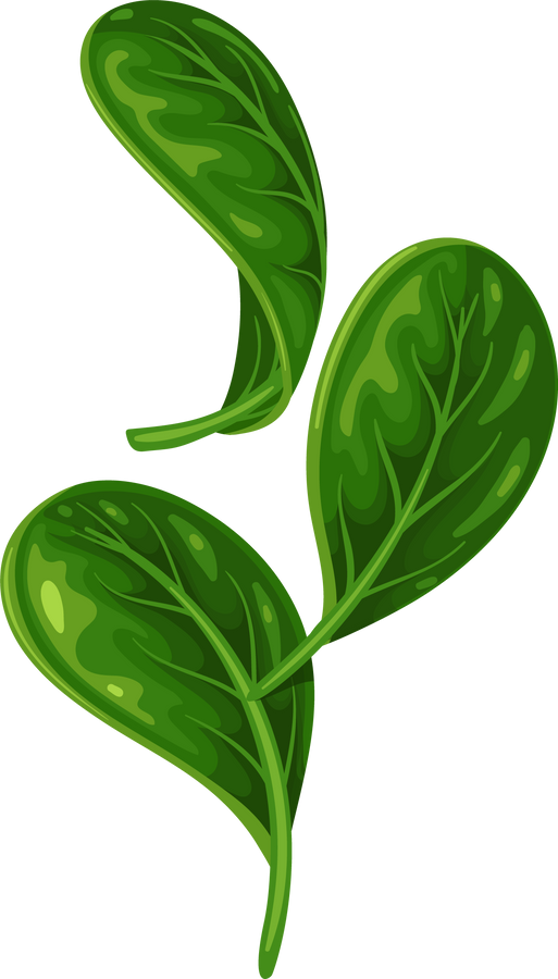 Spinach Leaves Illustration