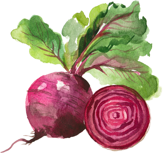 watercolor beet