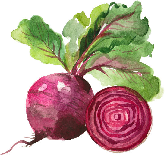 watercolor beet